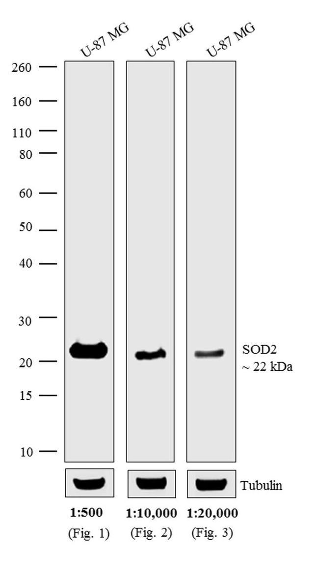 Mouse IgG (H+L) Cross-Adsorbed Secondary Antibody in Western Blot (WB)