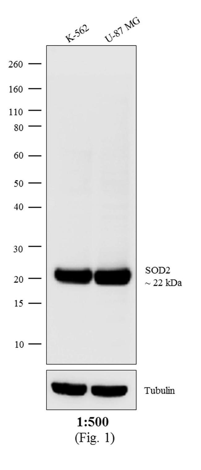 Mouse IgG (H+L) Cross-Adsorbed Secondary Antibody in Western Blot (WB)