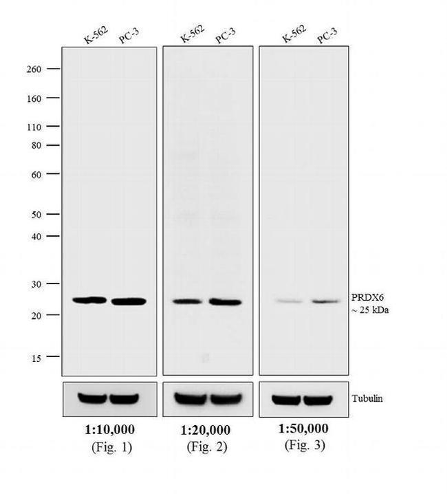 Rabbit IgG (H+L) Cross-Adsorbed Secondary Antibody in Western Blot (WB)