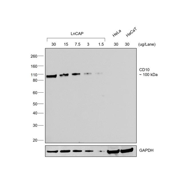 Goat IgG (H+L) Secondary Antibody in Western Blot (WB)