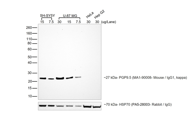 Mouse IgG (H+L) Secondary Antibody in Western Blot (WB)