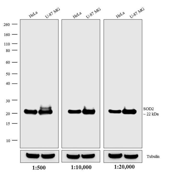 Mouse IgG (H+L) Secondary Antibody in Western Blot (WB)