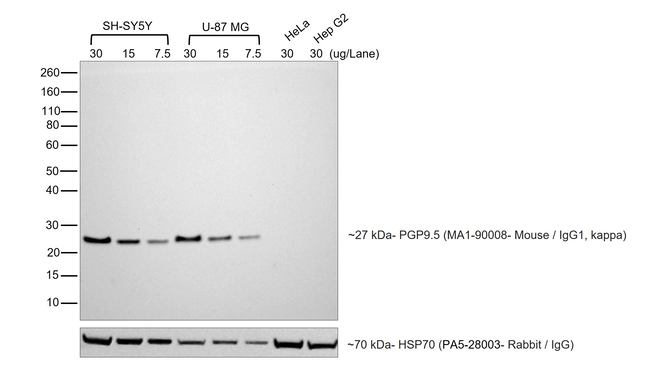 Mouse IgG (H+L) Highly Cross-Adsorbed Secondary Antibody in Western Blot (WB)