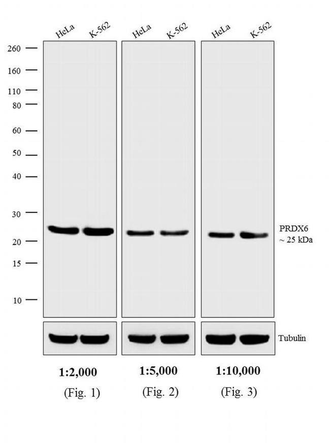 Rabbit IgG (H+L) Secondary Antibody in Western Blot (WB)