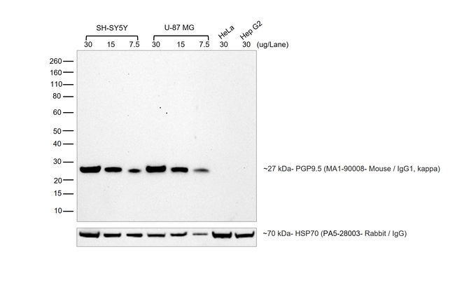 Mouse IgG (H+L) Secondary Antibody in Western Blot (WB)