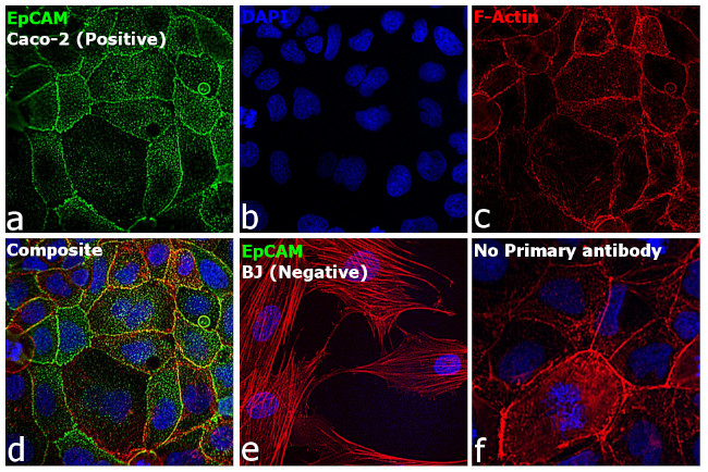 Mouse IgG (H+L) Highly Cross-Adsorbed Secondary Antibody in Immunocytochemistry (ICC/IF)