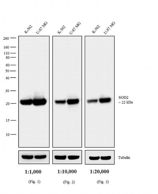 Mouse IgG (H+L) Highly Cross-Adsorbed Secondary Antibody in Western Blot (WB)