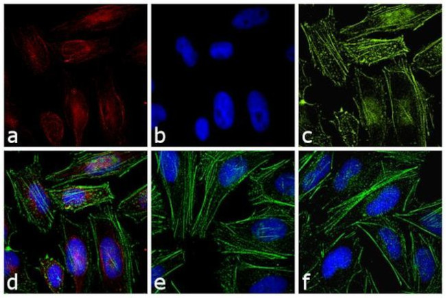 Rabbit IgG Fc Secondary Antibody in Immunocytochemistry (ICC/IF)