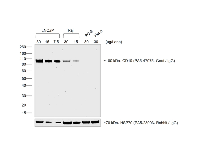 Goat IgG (H+L) Secondary Antibody in Western Blot (WB)