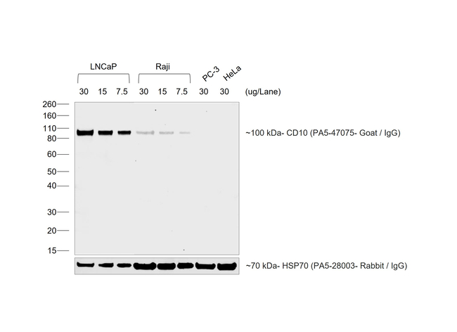 Goat IgG (H+L) Cross-Adsorbed Secondary Antibody in Western Blot (WB)