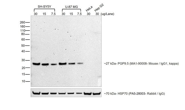 Mouse IgG (H+L) Secondary Antibody in Western Blot (WB)