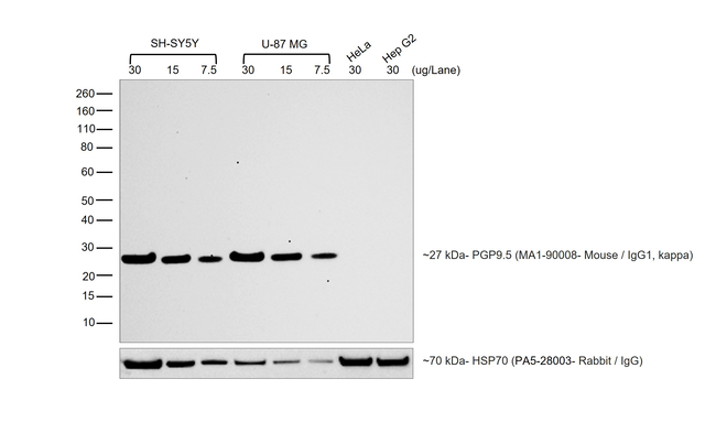 Mouse IgG (H+L) Cross-Adsorbed Secondary Antibody in Western Blot (WB)