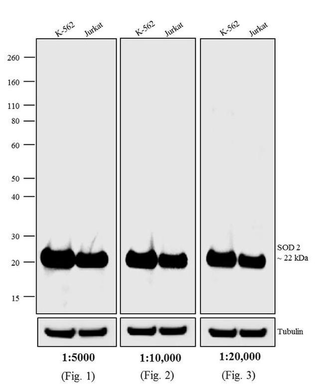 Mouse IgG (H+L) Cross-Adsorbed Secondary Antibody in Western Blot (WB)