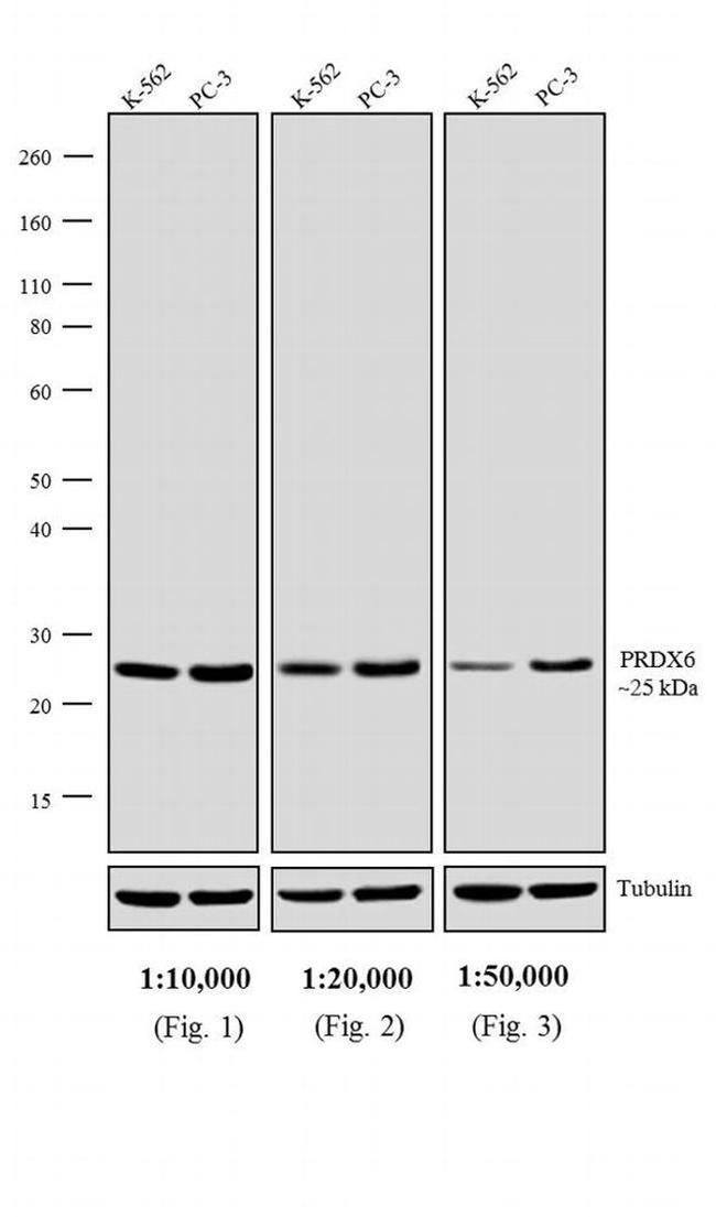 Rabbit IgG (H+L) Secondary Antibody in Western Blot (WB)