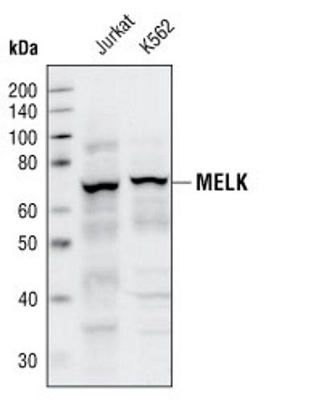 MELK Antibody in Western Blot (WB)