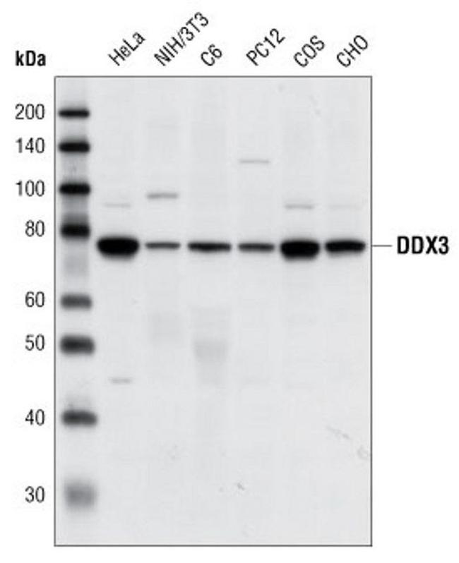 DDX3 Antibody in Western Blot (WB)