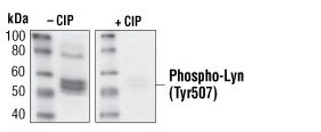 Phospho-Lyn (Tyr508) Antibody in Western Blot (WB)