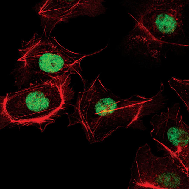 FOXA2 Antibody in Immunocytochemistry (ICC/IF)