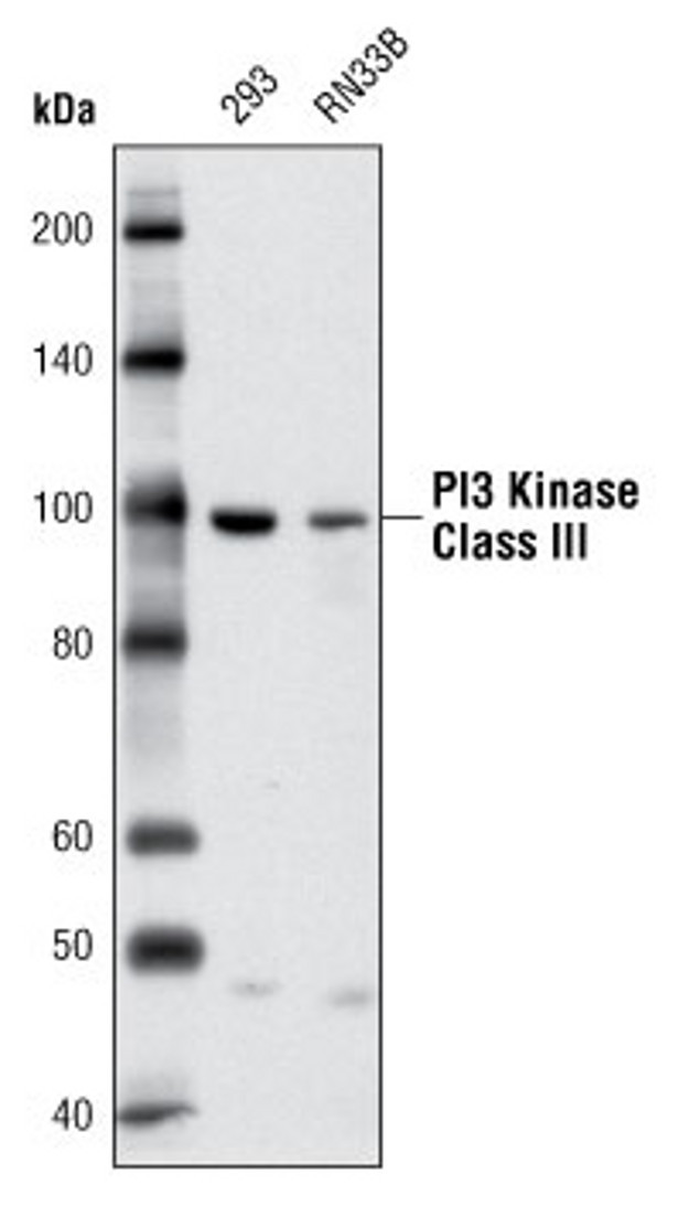 VPS34 Antibody in Western Blot (WB)