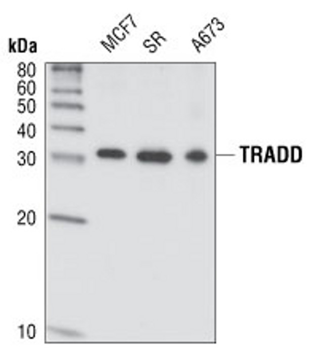 TRADD Antibody in Western Blot (WB)