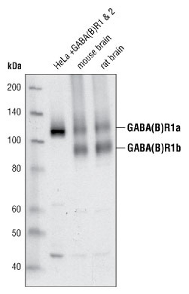 GABBR1 Antibody in Western Blot (WB)