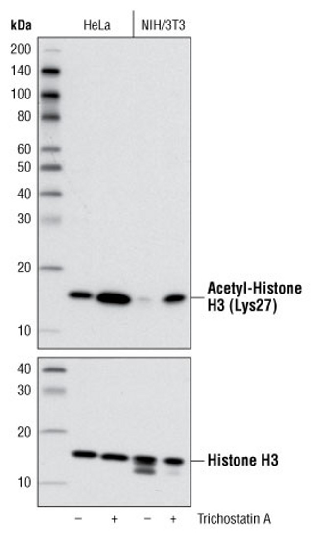 H3K27ac Antibody in Western Blot (WB)