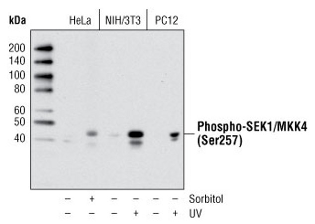 Phospho-MAP2K4 (Ser257) Antibody in Western Blot (WB)