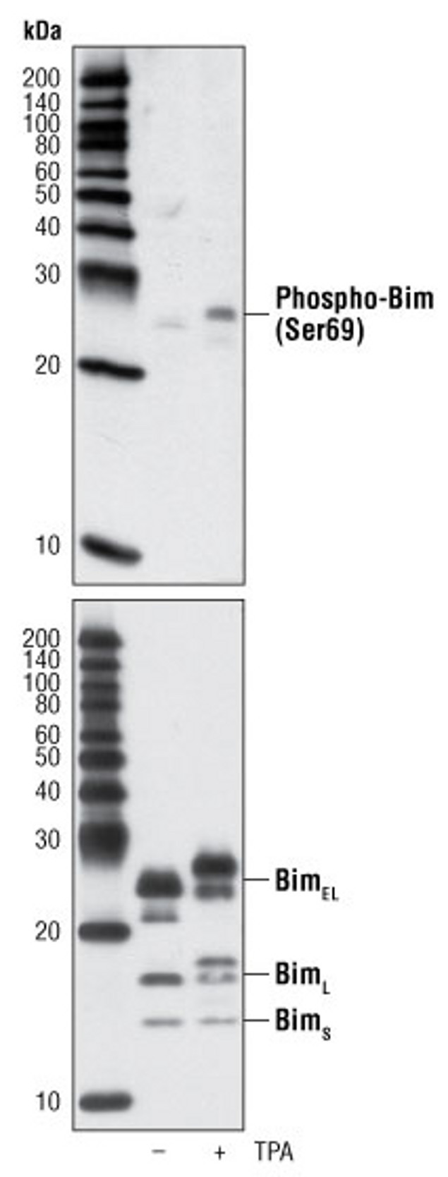 Phospho-BimEL (Ser69) Antibody in Western Blot (WB)