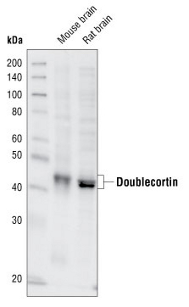 Doublecortin Antibody in Western Blot (WB)