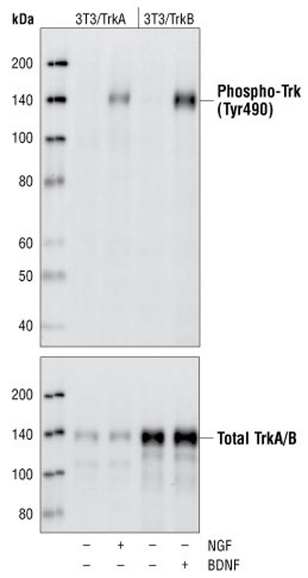 Phospho-TrkA (Tyr496)/Phospho-TrkB (Tyr515) Antibody in Western Blot (WB)