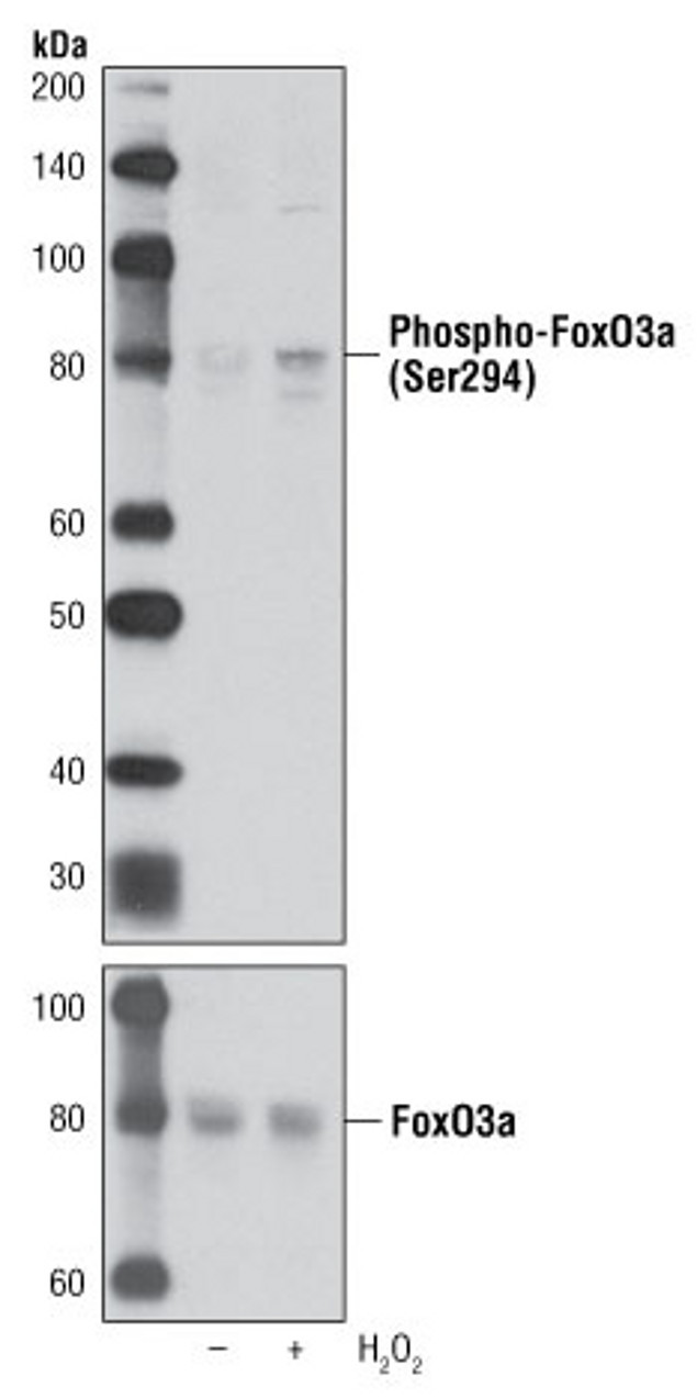 Phospho-FOXO3 (Ser294) Antibody in Western Blot (WB)
