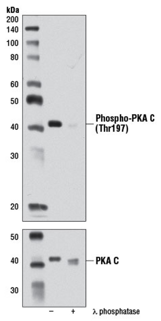 Phospho-PKA alpha (Thr197) Antibody in Western Blot (WB)