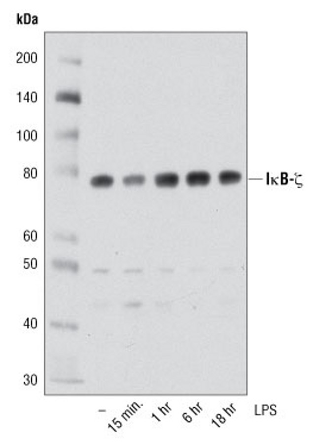 IkB zeta Antibody in Western Blot (WB)