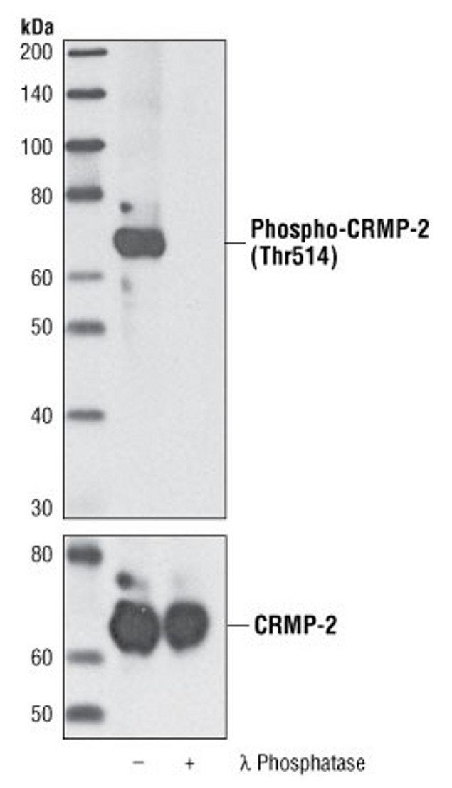 Phospho-CRMP2 / DRP-2 (Thr514) Antibody in Western Blot (WB)