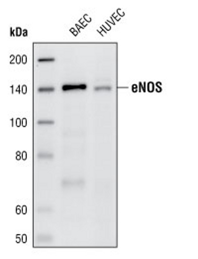eNOS Antibody in Western Blot (WB)