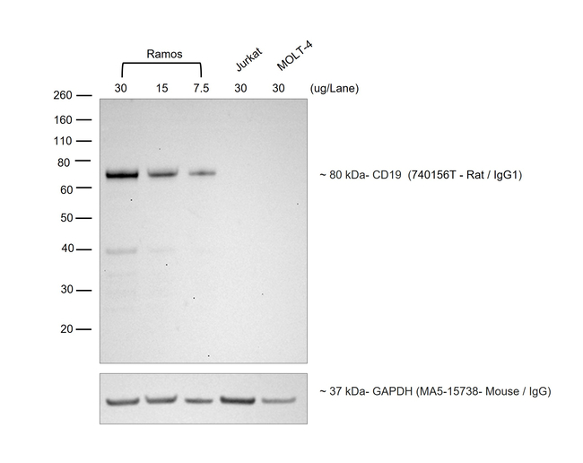 Rat IgG (H+L) Secondary Antibody in Western Blot (WB)