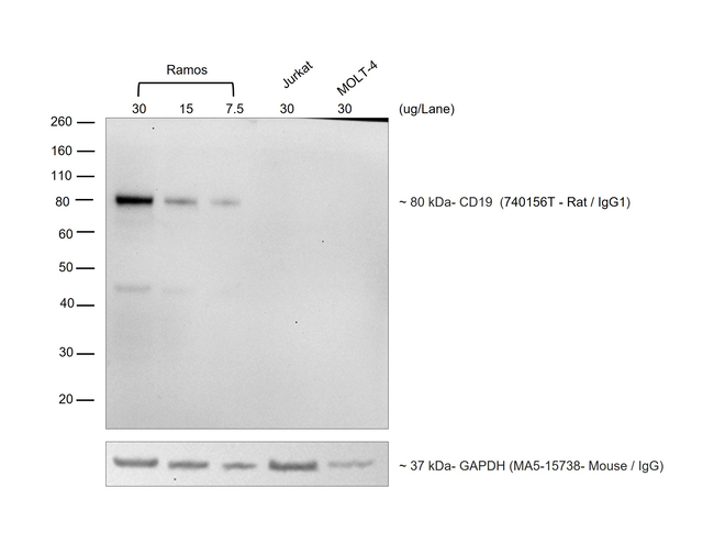 Rat IgG (H+L) Cross-Adsorbed Secondary Antibody in Western Blot (WB)