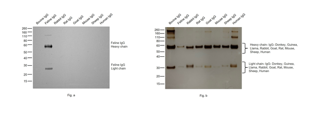 Feline IgG (H+L) Secondary Antibody in Western Blot (WB)