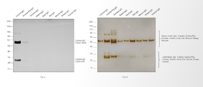 Canine IgG (H+L) Secondary Antibody in Western Blot (WB)