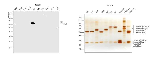 Human IgA Cross-Adsorbed Secondary Antibody in Western Blot (WB)