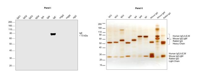 Human IgE Secondary Antibody in Western Blot (WB)