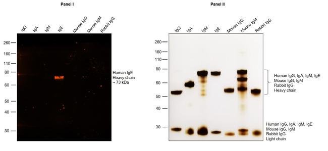 Human IgE Secondary Antibody in Western Blot (WB)