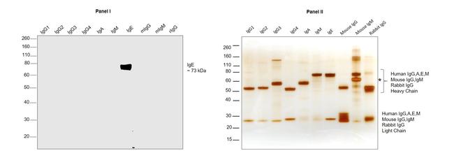 Human IgE Cross-Adsorbed Secondary Antibody in Western Blot (WB)