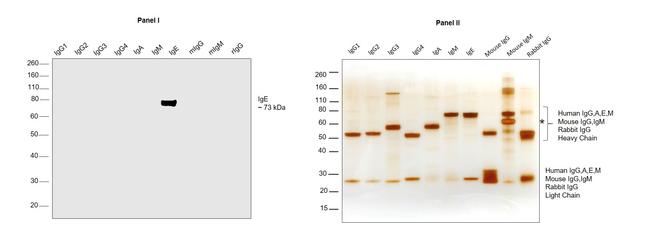 Human IgE Cross-Adsorbed Secondary Antibody in Western Blot (WB)