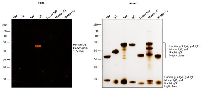 Human IgE Cross-Adsorbed Secondary Antibody in Western Blot (WB)