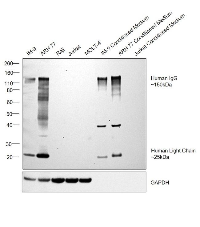 Human IgG (H+L) Secondary Antibody in Western Blot (WB)