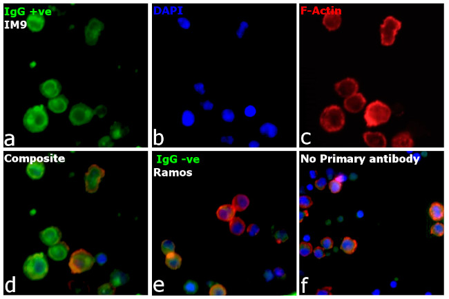 Human IgG (H+L) Cross-Adsorbed Secondary Antibody in Immunocytochemistry (ICC/IF)