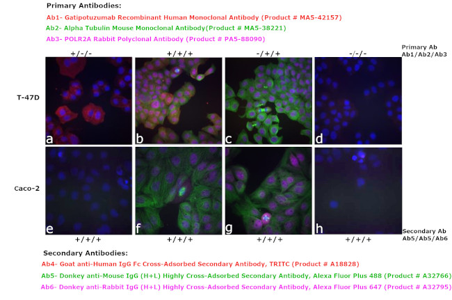 Human IgG Fc Cross-Adsorbed Secondary Antibody in Immunocytochemistry (ICC/IF)