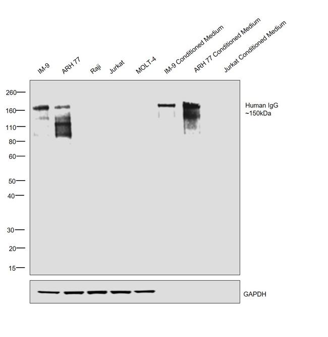 Human IgG Fc Highly Cross-Adsorbed Secondary Antibody in Western Blot (WB)