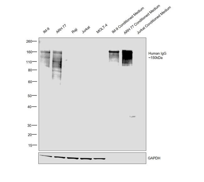 Human IgG Fc Highly Cross-Adsorbed Secondary Antibody in Western Blot (WB)